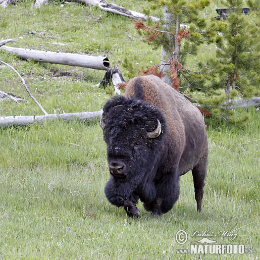 Bison d'Amérique du Nord