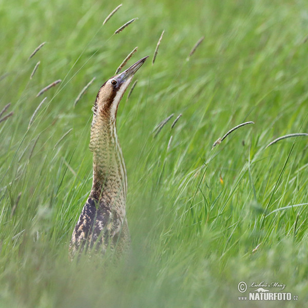 Bittern (Botaurus stellaris)