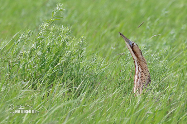 Bittern (Botaurus stellaris)