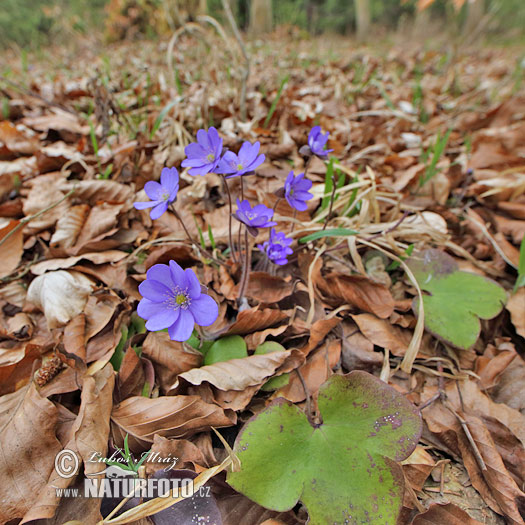 Blå anemone - Leverurt