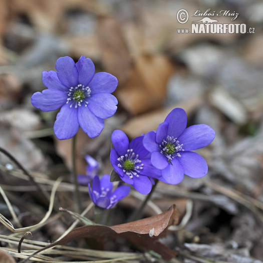 Blå anemone - Leverurt