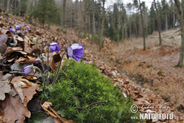 Blå anemone - Leverurt