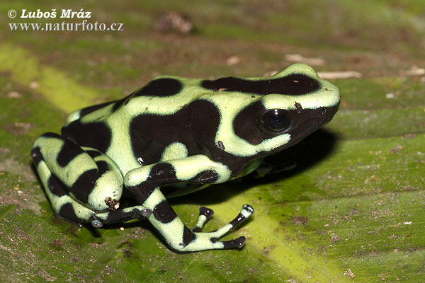 Black and Green Dart Frog (Dendrobates auratus)