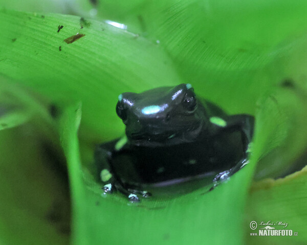 Black and Green Dart Frog (Dendrobates auratus)