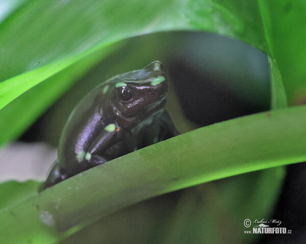 Black and Green Dart Frog (Dendrobates auratus)