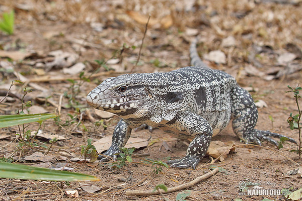 Black and White Tegu (Salvator merianae)