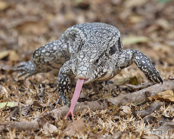 Black and White Tegu (Salvator merianae)