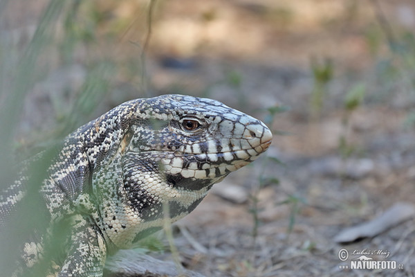 Black and White Tegu (Salvator merianae)