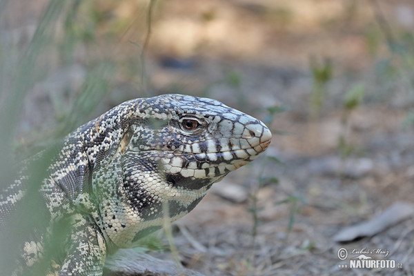 Black and White Tegu (Salvator merianae)