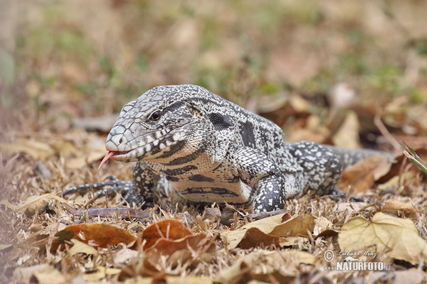 Black and White Tegu (Salvator merianae)