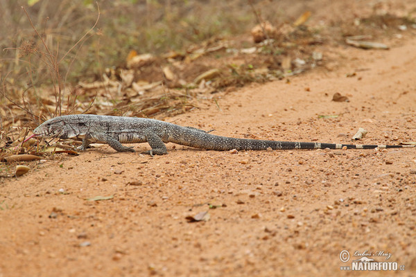 Black and White Tegu (Salvator merianae)