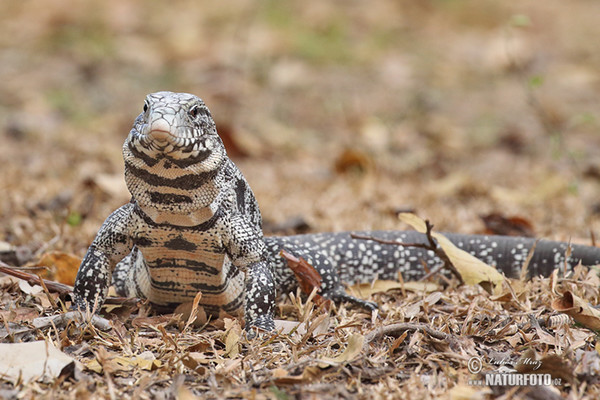 Black and White Tegu (Salvator merianae)