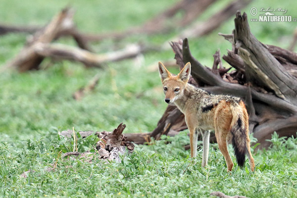 Black-backed jackal (Canis mesomelas)
