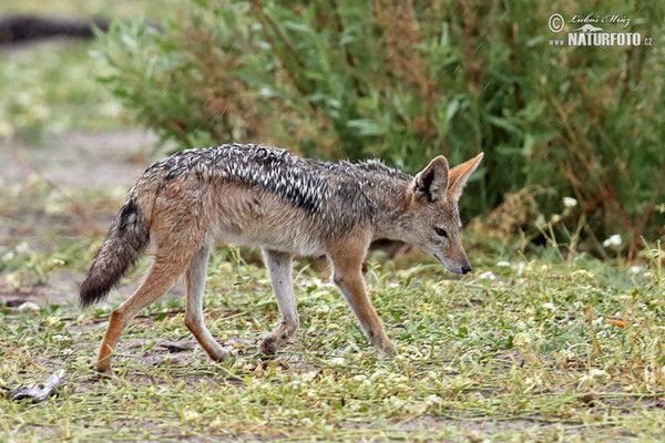 Black-backed jackal (Canis mesomelas)