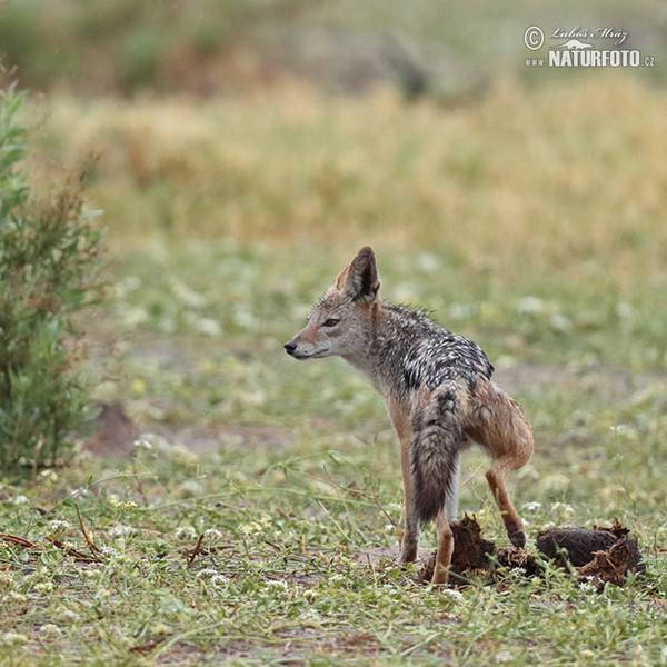 Black-backed jackal (Canis mesomelas)