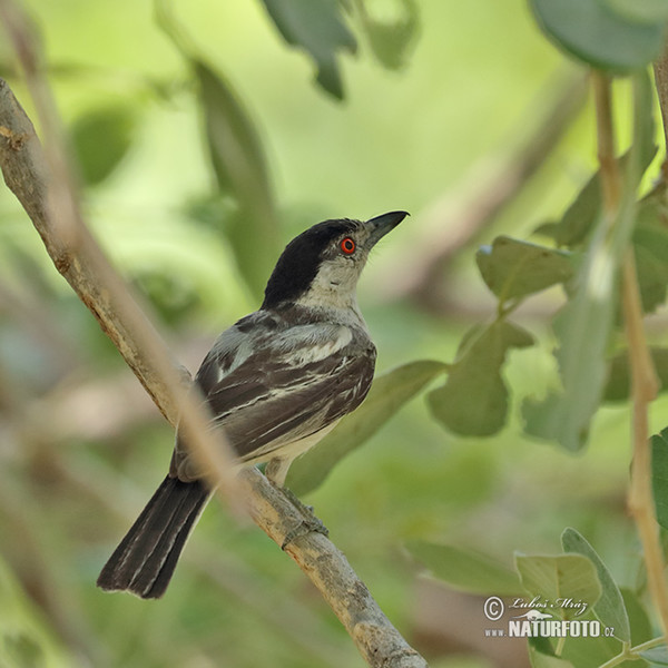 Black-backed Puffback (Dryoscopus cubla)