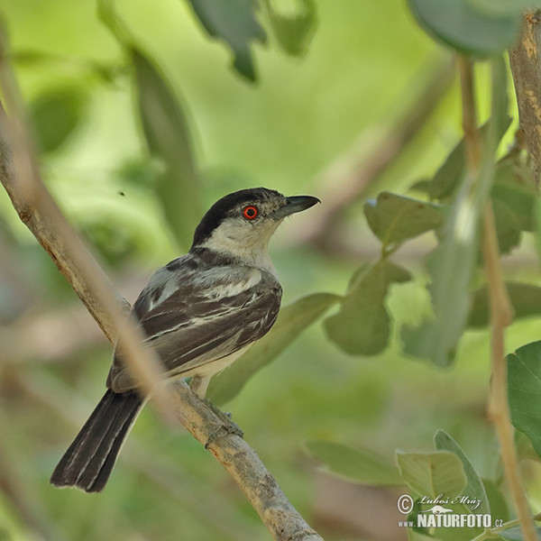 Black-backed Puffback (Dryoscopus cubla)