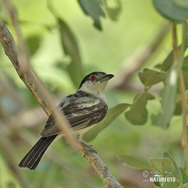 Black-backed Puffback (Dryoscopus cubla)