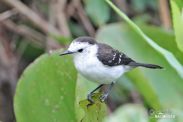 Black-backed Water-Tyrant (Fluvicola albiventer)