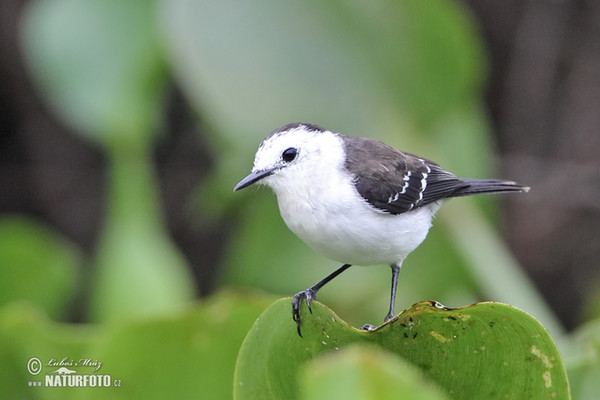 Black-backed Water-Tyrant (Fluvicola albiventer)