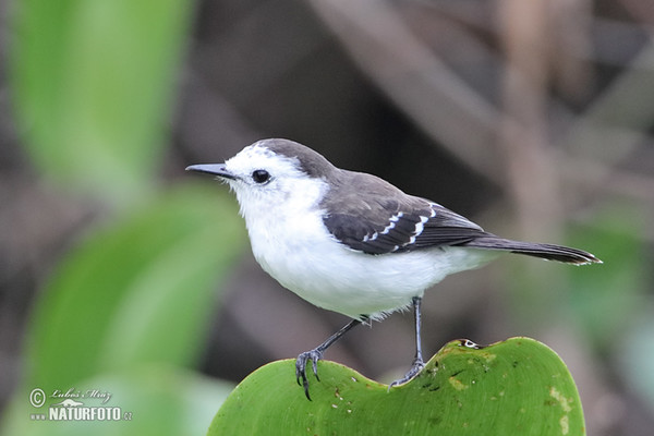 Black-backed Water-Tyrant (Fluvicola albiventer)