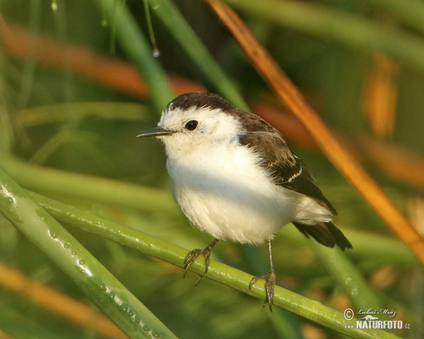 Black-backed Water-Tyrant (Fluvicola albiventer)