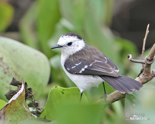 Black-backed Water-Tyrant (Fluvicola albiventer)