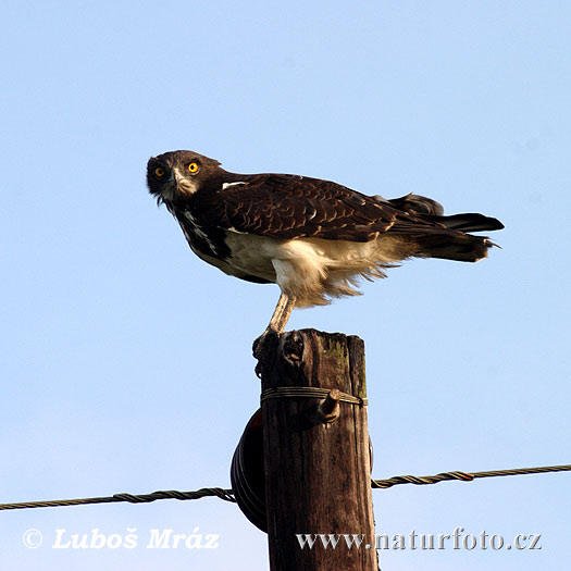 Black-breasted Snake Eagle (Circaetus pectoralis)