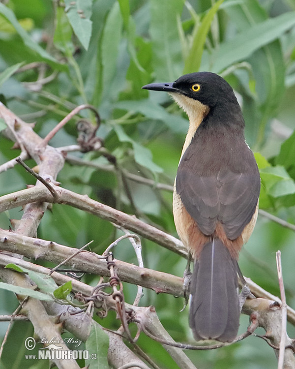 Black-capped Donacobius (Donacobius atricapilla)