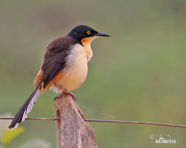 Black-capped Donacobius (Donacobius atricapilla)