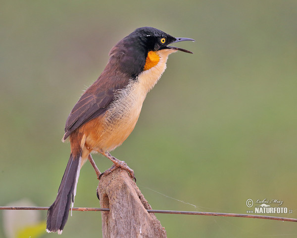 Black-capped Donacobius (Donacobius atricapilla)