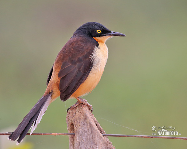 Black-capped Donacobius (Donacobius atricapilla)