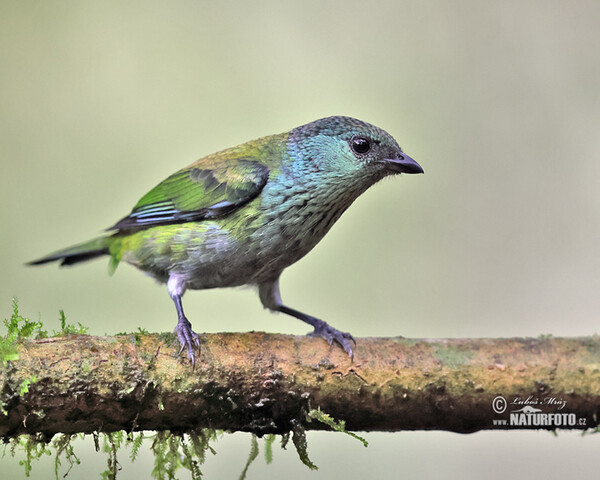 Black-capped Tanager (Stilpnia heinei)