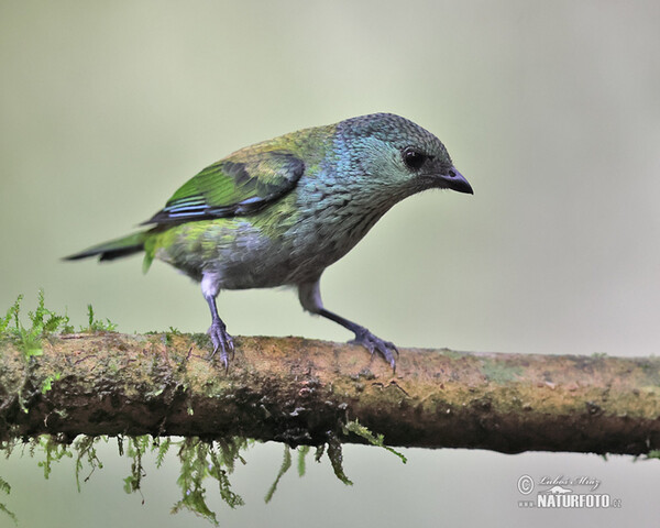 Black-capped Tanager (Stilpnia heinei)