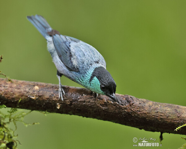 Black-capped Tanager (Stilpnia heinei)