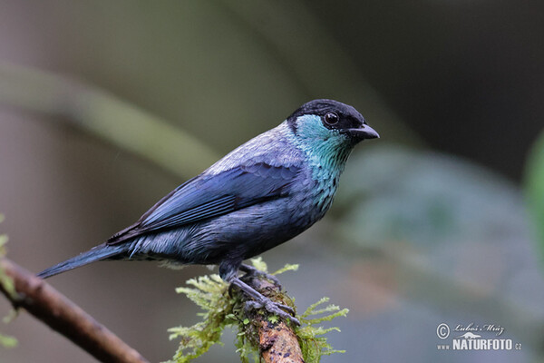 Black-capped Tanager (Stilpnia heinei)