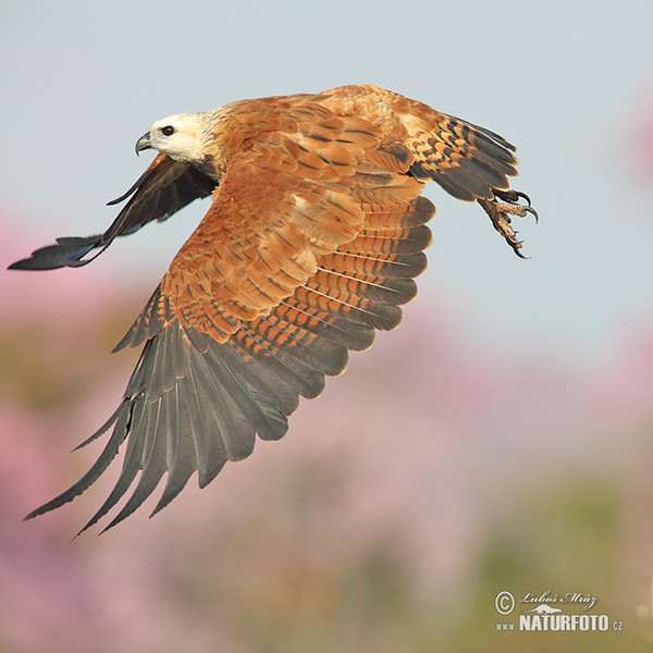 Black-collared Hawk (Busarellus nigricollis)