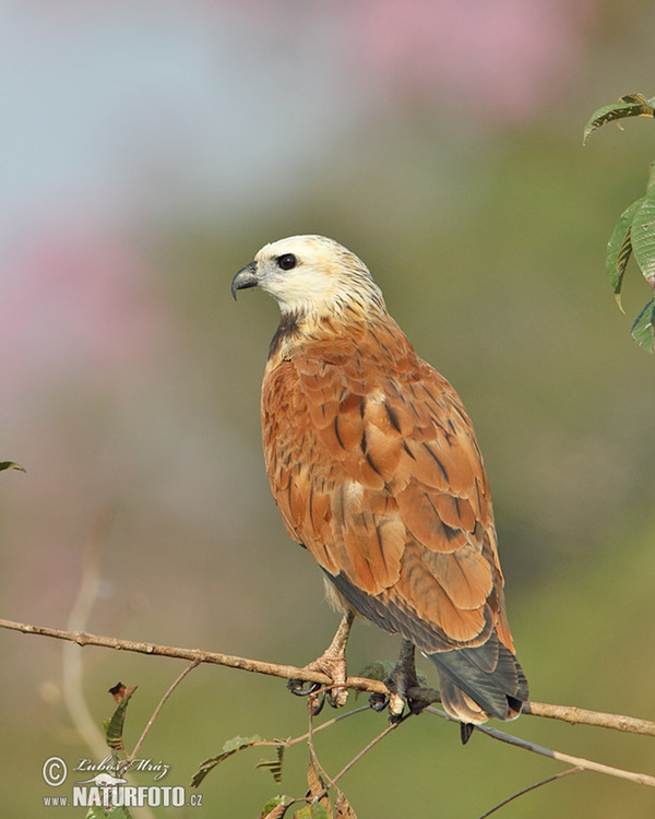 Black-collared Hawk (Busarellus nigricollis)