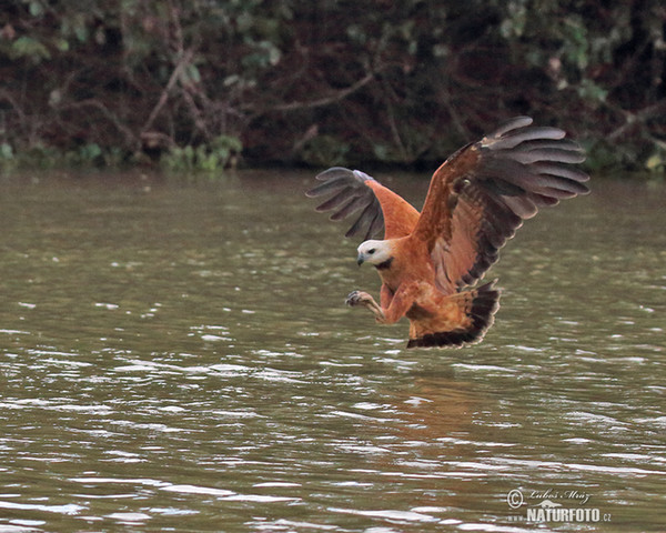 Black-collared Hawk (Busarellus nigricollis)