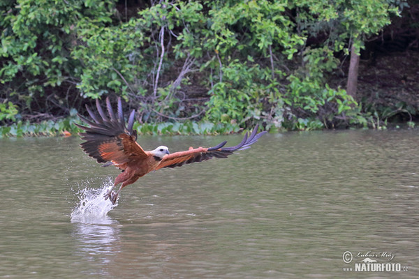 Black-collared Hawk (Busarellus nigricollis)