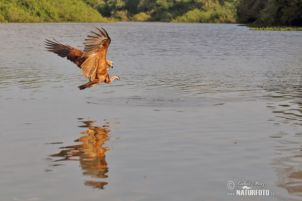 Black-collared Hawk (Busarellus nigricollis)