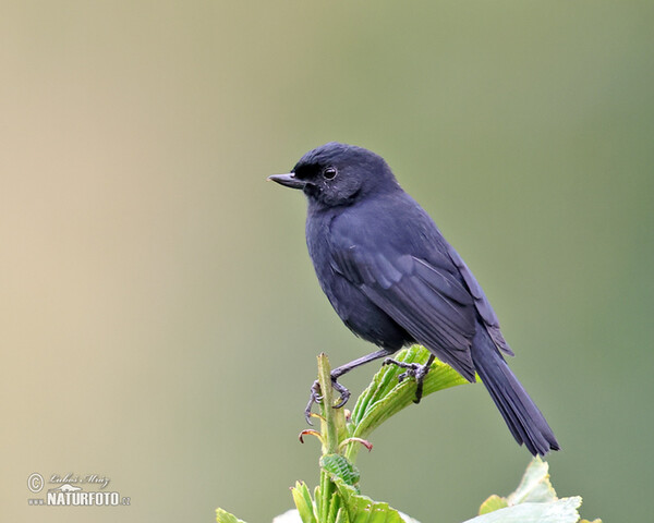 Black Flowerpiercer (Diglossa humeralis)
