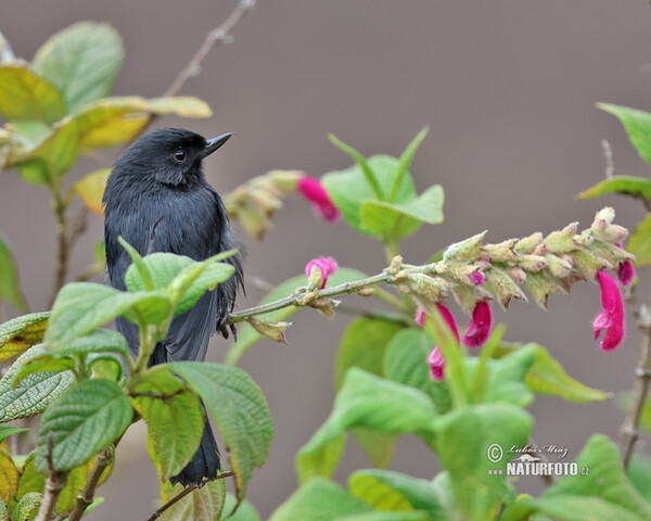 Black Flowerpiercer (Diglossa humeralis)