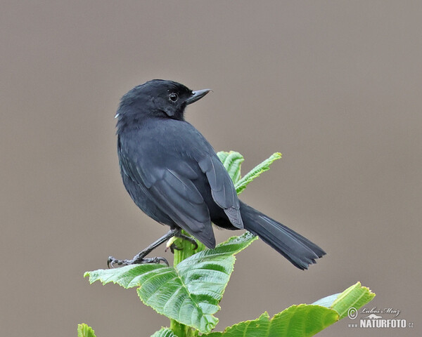 Black Flowerpiercer (Diglossa humeralis)