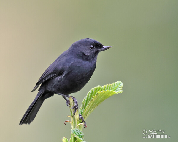 Black Flowerpiercer (Diglossa humeralis)