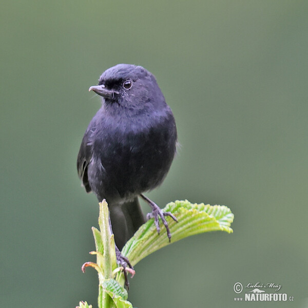 Black Flowerpiercer (Diglossa humeralis)