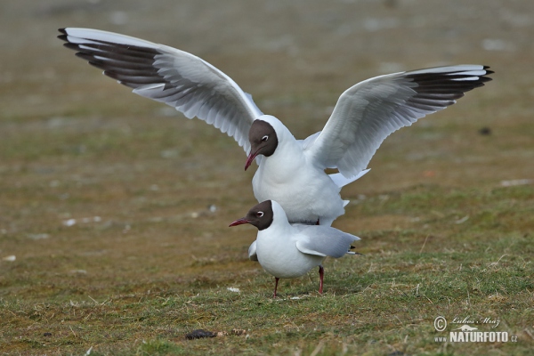 Black-headed Gull (Chroicocephalus ridibundus)