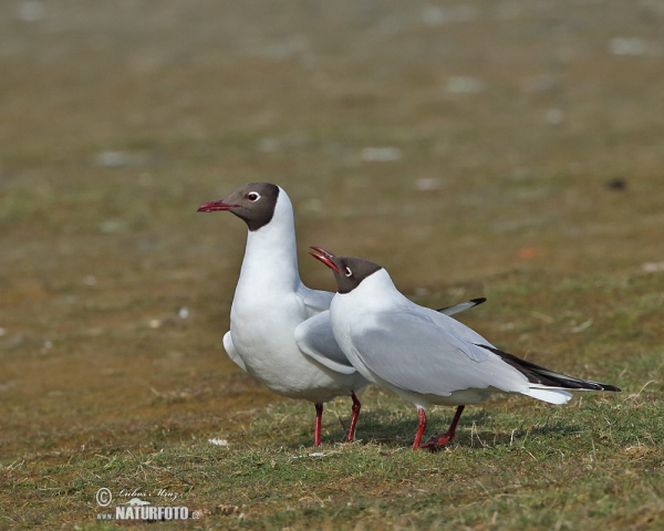 Black-headed Gull (Chroicocephalus ridibundus)