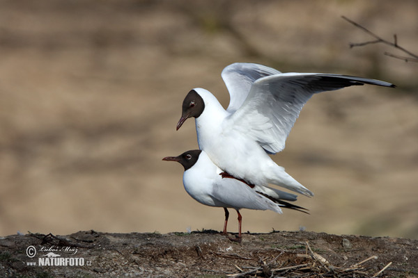 Black-headed Gull (Chroicocephalus ridibundus)