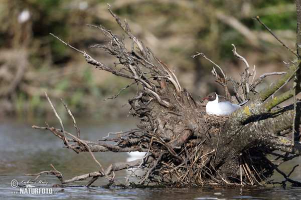 Black-headed Gull (Chroicocephalus ridibundus)